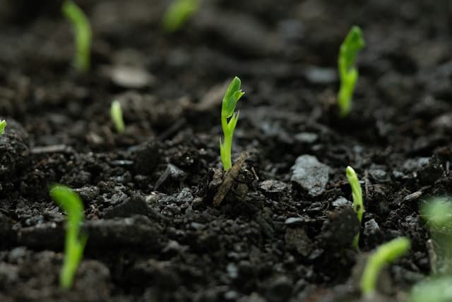 Young green seedlings emerging from dark, nutrient-rich soil.